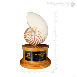 Nautilus Shell Plaque with Wood Base 12 inch