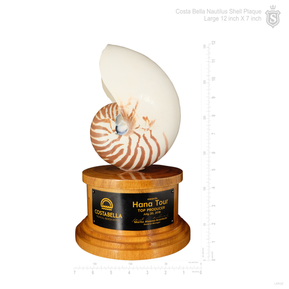 Nautilus Shell Plaque with Wood Base 12 inch