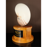 Nautilus Shell Plaque with Wood Base 12 inch