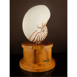 Nautilus Shell Plaque with Wood Base 12 inch