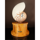 Nautilus Shell Plaque with Wood Base 12 inch