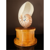 Nautilus Shell Plaque with Wood Base 12 inch