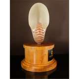 Nautilus Shell Plaque with Wood Base 12 inch