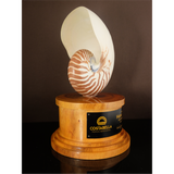 Nautilus Shell Plaque with Wood Base 12 inch